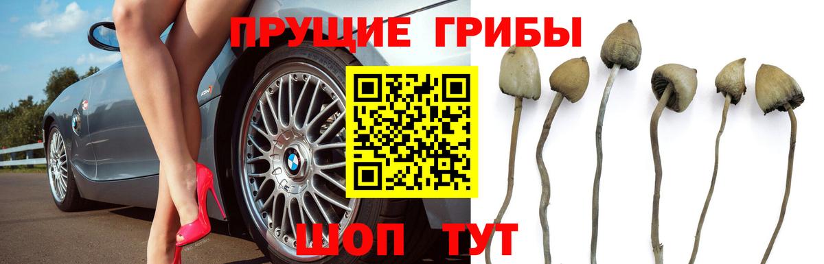Галлюциногенные грибы Psilocybine cubensis Улан-Удэ